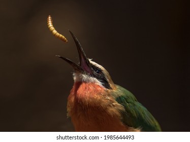 This close up image shows a wild bee-eater (Merops bullockoides) bird tossing a mealworm snack up into the air. 