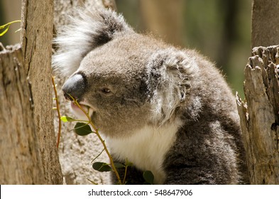 this is a close up of a koala is eating leaves