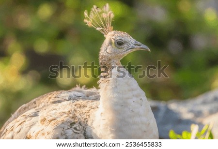 this is a close up of leucistic peacock seen in a park.