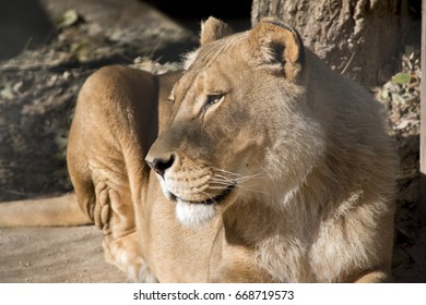 this is a close up of a lioness