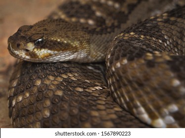 This Close Up Macro Image Shows The Head Of A Coiled Rattle Snake.