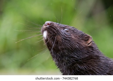 This Is A Close Up Portrait Of An American Mink. An Invasive Species, Bought Into The UK For The Fur Trade.