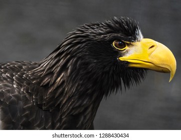 This Is A Close Up Profile Portrait Image Of Majestic Wild Stellar's Sea Eagle.