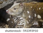 this is a close up of a quoll