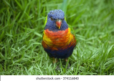 this is a close up of a rainbow lorikeet