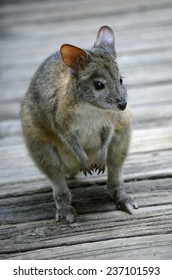 this is a close up of a red necked wallaby