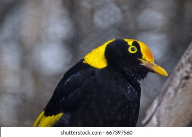 This Is A Close Up Of A Regent Bower Bird