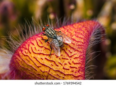 This close up, macro image shows a horsefly pollinating a stapelia scitula desert plant.