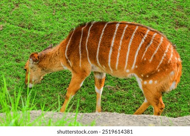 This is close up view of the bongo eating fresh grass on green hill on sunny day. It is photo of Nyala Antelope in Berlin Zoo. Its view of animals in Zoological garden at midday. - Powered by Shutterstock