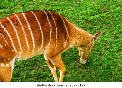 This is close up view of bongo eating green grass on sunny day. It is a photo of Nyala Antelope in Berlin Zoo. Its view of animals in Zoological garden at midday. - Powered by Shutterstock