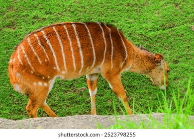 This is the close up view of bongo eating fresh grass on green hill on sunny day. It is photo of Nyala Antelope in Berlin Zoo. Its view of animals in Zoological garden at midday. - Powered by Shutterstock