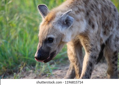 This Is A Close Up View Of A Hungry Juvenile Spotted Hyena With Its Tongue Sticking Out Whilst Exploring Outside Of Its Den In The Kruger National Park