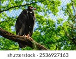 This is close up view of King vulture Sarcoramphus papa sitting on the tree in Berlin Zoo on sunny day. This is photo of Red head vulturein zoological garden on daytime.