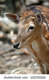 this is a close up of a young deer