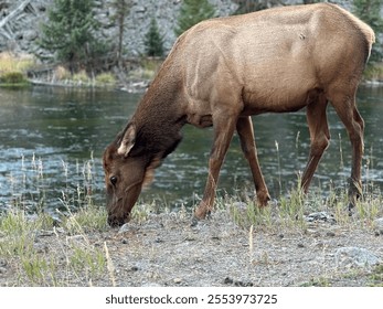 This close-up captures a grazing elk near a calm river in Yellowstone, surrounded by a serene natural backdrop of trees and rocky terrain, highlighting the park’s abundant wildlife. - Powered by Shutterstock