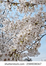 This is a close-up of cherry blossoms in full bloom.