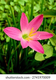 This close-up composition of the pink rain lily (Zephyranthes rosea) highlights its graceful form and vibrant coloration, making it a captivating subject in botanical photography.