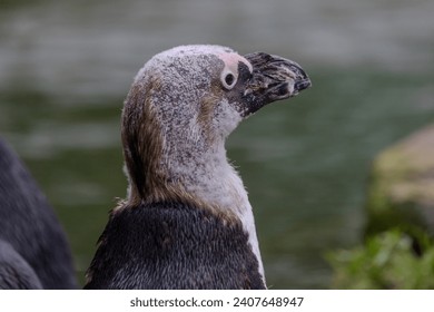 This close-up depicts an African Penguin amid its molting phase, a natural process where old feathers are shed to make way for new growth. The patchy appearance of the penguin's plumage, with areas of - Powered by Shutterstock