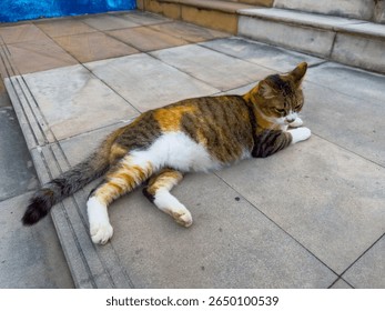 This close-up, eye-level shot features a beautiful calico cat comfortably stretched out on warm stone steps. The feline, with its distinctive patches of brown, orange, and white fur, is captured in a