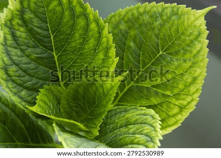 This is a close-up of a hydrangea leaf.