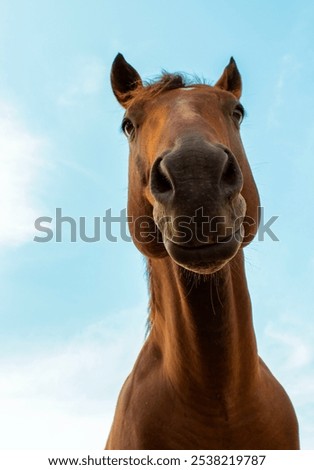 Similar – Image, Stock Photo Curious horse against sky. View from below