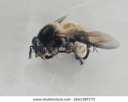 This is a close-up image of a bumblebee (likely Bombus species), showing its detailed features. 