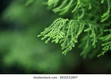 This close-up image captures the delicate, needle-like foliage of a vibrant green conifer branch. The soft focus background creates a beautiful blur, emphasizing the intricate texture and fresh growth of the needles. This peaceful botanical scene evokes a sense of natural tranquility and the pristine atmosphere of a deep forest.