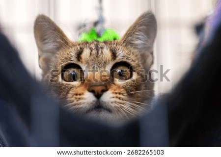 This is a closeup image of a cat gazing up intently at the camera lens, showcasing its beautiful features and curious expression