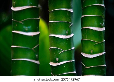 This close-up image features vibrant green bamboo stalks showcasing their unique patterns and textures, creating a serene and tranquil atmosphere.