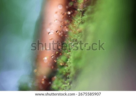 This close-up image showcases delicate moss with sparkling water drops against a lush green background, highlighting nature's intricate beauty and tranquility.