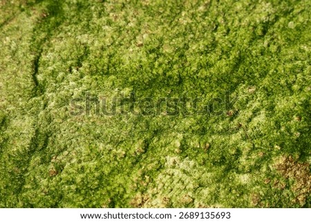 This close-up image showcases a vibrant patch of green algae on a natural surface, emphasizing its intricate texture and organic patterns found in aquatic environments.