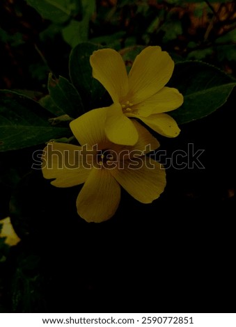 This is a close-up image of two yellow flowers with broad, flat petals. The lighting seems to be focused on the flowers, casting a soft, natural glow around the petals while the rest of the background
