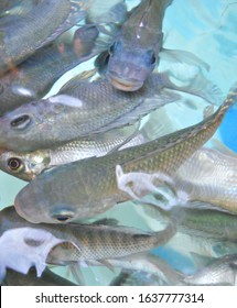 This Closeup Of The Khmer Fish Is Taken In Siem Reap At A Fish Massage Street Vendor. The Fish Eat The Dead Skin Off Your Feet. It's Very Ticklish! The Little Fish Are Friendly Though.