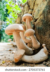 This is a close-up, low-angle shot of a cluster of pale, creamy-white mushrooms growing at the base of a textured, mossy stone wall or rock face.