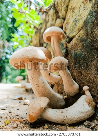 This is a close-up, low-angle shot of a cluster of pale, creamy-white mushrooms growing at the base of a textured, mossy stone wall or rock face.