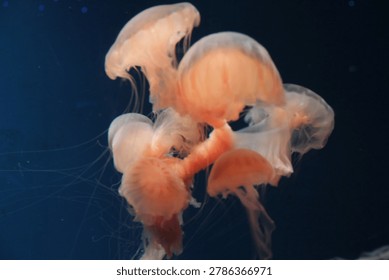 This is a close-up, medium shot of a cluster of jellyfish in dark blue water. The jellyfish are primarily a pale orange or peachy hue, with some appearing more translucent and almost white. Their bell-shaped bodies are visible, with delicate tentacles trailing downwards and outwards. Some of the tentacles are quite long and wispy, creating a sense of movement and ethereal grace.