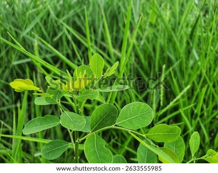 This close-up photo features a small green plant with roundish leaves, possibly a young sapling, prominently displayed against a blurred background of tall, lush green grass.