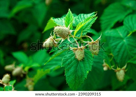 This is a close-up photo of a raspberry plant with unripe, green berries and serrated leaves.
