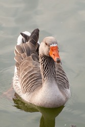 This Close-up Portrait Of A White Goose With Striking Blue Eyes And An Orange Beak Against The Backdrop Of A Serene Lake Exudes Elegance And Grace. The Goose's Serene Gaze And Unruffled Demeanor.....