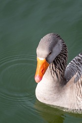 This Close-up Portrait Of A White Goose With Striking Blue Eyes And An Orange Beak Against The Backdrop Of A Serene Lake Exudes Elegance And Grace. The Goose's Serene Gaze And Unruffled Demeanor.....