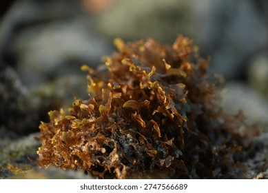 This close-up reveals the complex texture and dense growth of brown seaweed, showcasing its intricate forms. It's a natural abstract image highlighting marine plant life and its patterns.