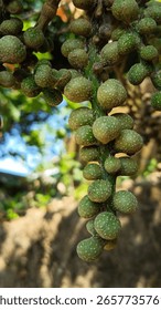 This close-up shot captures a cluster of small, green, and bumpy fruits or berries hanging from a branch. They appear unripe, with a textured surface dott