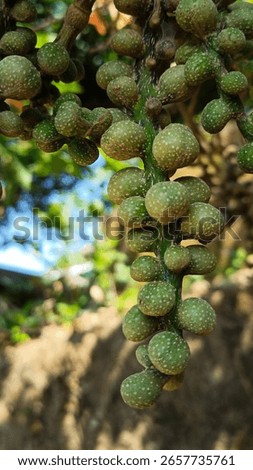 This close-up shot captures a cluster of small, green, and bumpy fruits or berries hanging from a branch. They appear unripe, with a textured surface dott