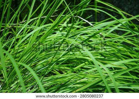 This is a close-up shot of dense, vibrant green grass-like foliage, likely sedge or a type of wild grass common in tropical regions such as West Sumatra. The leaves are long, slender, and blade-shaped, with smooth edges and a slight arching or curved form as they grow outward. Their color ranges from bright, sunlit lime green to deeper emerald green in shaded areas, creating rich layers of light and shadow that highlight their fine, parallel vein texture.
 
A thin, dry, pale brownish-grey twig lies diagonally across the upper middle section, resting gently atop the leaves and adding a subtle contrast in shape and tone. The background is dark, blurred, and indistinct—likely damp stone or shaded ground—making the bright green foliage stand out sharply. The overall impression is lush, fresh, and full of natural vitality, typical of moist, shaded environments.