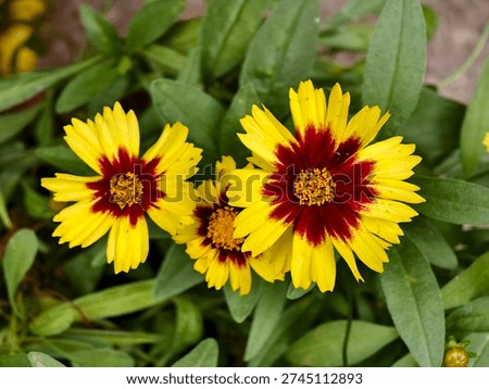 This close-up shot features three vibrant coreopsis flowers in full bloom, nestled among lush, rich green foliage. Each blossom boasts bright, sunny yellow ray petals that fan outwards, marked by a bold, deep burgundy-red ring surrounding a dense, golden-yellow central disk packed with tiny florets.
 
A minuscule insect perches lightly on the middle flower, adding a delicate, lively detail to the scene. The surrounding leaves are elongated and lance-shaped, with a soft, slightly fuzzy texture, their fresh green tone perfectly complementing the vivid, warm hues of the blooms.
 
Soft natural lighting accentuates the fine texture of the petals and the intricate structure of the flower centers, creating a cheerful, fresh atmosphere that captures the thriving vitality of a garden in full growth.