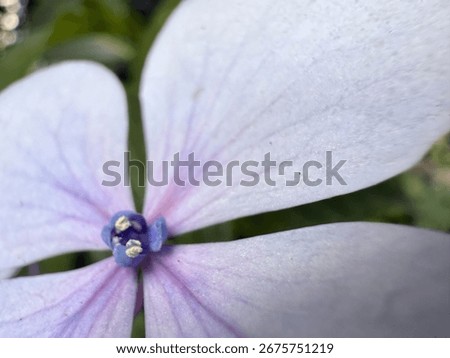 This close-up showcases a blooming hydrangea flower, highlighting the delicate transition from white to lavender on its petals, and its vibrant blue center. 