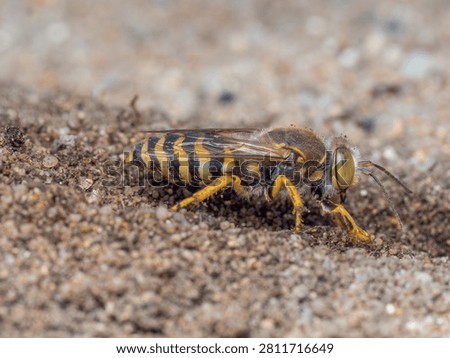 This is a close-up side view of a sand wasp (Bembix rostrata) sitting on a sandy surface.
