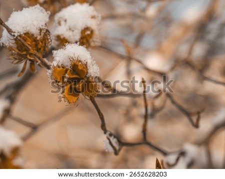 This is a close-up of a small branch of a beech (Fagus) tree with snow-covered fruit cups containing ripe beechnuts.