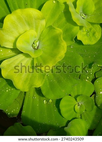 This is a close-up, top-down view of several bright green aquatic plants, likely water lettuce (Pistia stratiotes). The leaves are broad, fleshy, and have a slightly ruffled or wavy edge. They are arranged in a rosette pattern, with some overlapping each other. Small, clear water droplets are scattered across the surface of the leaves, catching the light and adding a glistening effect. The lighting suggests a bright, possibly sunny day, casting soft shadows and highlighting the texture of the leaves. The overall impression is one of freshness and natural beauty.
