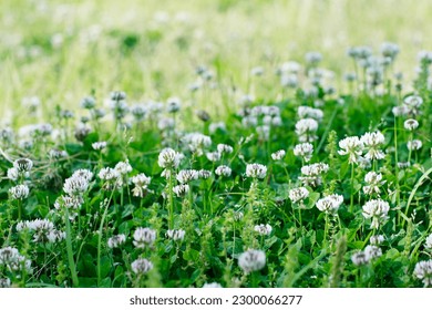 This clover (White clover) was in full bloom in a meadow in early summer.